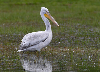 Kroeskoppelikaan, Dalmatian Pelican, Pelecanus crispus