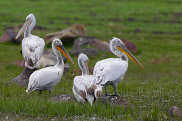 Kroeskoppelikaan, Dalmatian Pelican, Pelecanus crispus