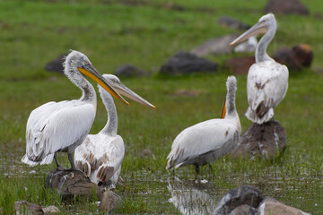 Kroeskoppelikaan, Dalmatian Pelican, Pelecanus crispus