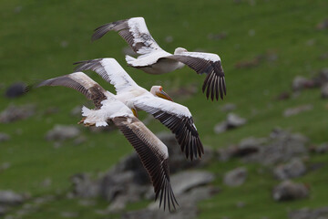 Roze Pelikaan, Great White Pelican, Pelecanus onocrotalus, Kroeskoppelikaan, Dalmatian Pelican, Pelecanus crispus