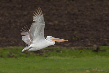 Kroeskoppelikaan, Dalmatian Pelican, Pelecanus crispus