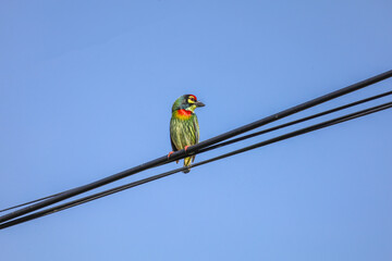 The colorful Oriole bird on power line at thailand