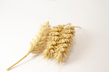 ripe ears of wheat on a white isolated background. isolated golden wheat with copy space