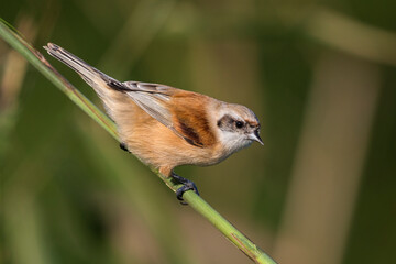 Buidelmees; Penduline Tit; Remiz pendulinus