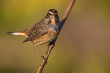 Blauwborst; Bluethroat; Luscinia svecica cyanecula