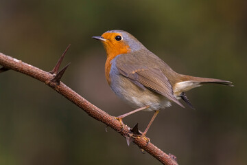 Roodborst; European Robin; Erithacus rubecula