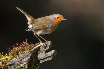 Roodborst; European Robin; Erithacus rubecula