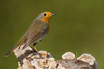 Roodborst; European Robin; Erithacus rubecula