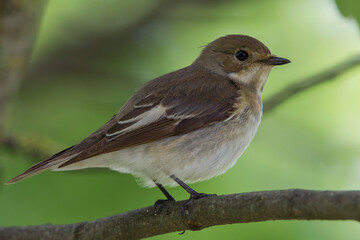 Bonte Vliegenvanger, Pied Flycatcher; Ficedula hypoleuca