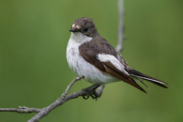 Bonte Vliegenvanger; Pied Flycatcher; Ficedula hypoleuca