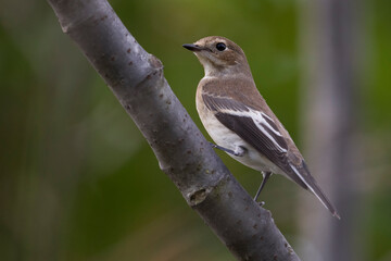 Bonte Vliegenvanger; Pied Flycatcher; Ficedula hypoleuca