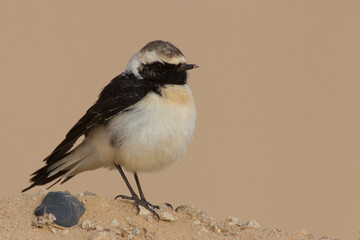 Bonte Tapuit, Pied Wheatear; Oenanthe pleshanka