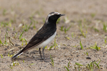 Bonte Tapuit, Pied Wheatear; Oenanthe pleshanka