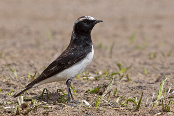 Bonte Tapuit, Pied Wheatear; Oenanthe pleshanka