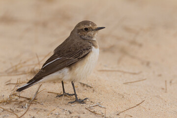 Bonte Tapuit, Pied Wheatear; Oenanthe pleshanka