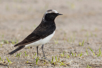 Bonte Tapuit, Pied Wheatear; Oenanthe pleshanka