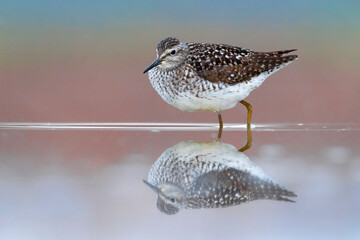 Bosruiter; Wood Sandpiper; Tringa glareola