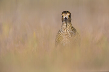 Goudplevier; Euopean Golden Plover; Pluvialis apricaria