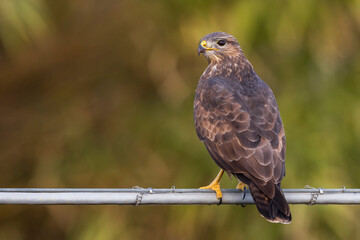 Buizerd; Common Buzzard; Buteo buteo