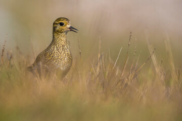 Goudplevier; Euopean Golden Plover; Pluvialis apricaria