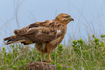 Long-legged Buzzard, Arendbuizerd, Buteo rufinus