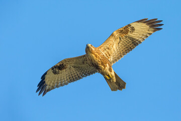 Japanse Buizerd; Eastern Buzzard; Buteo japonicus