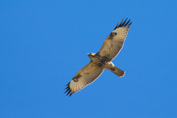 Japanse Buizerd; Eastern Buzzard; Buteo japonicus