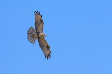 Japanse Buizerd; Eastern Buzzard; Buteo japonicus