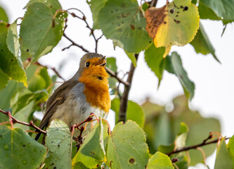 close up of a robin bird resting on a tree and chirping in fall