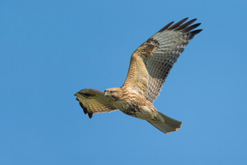 Japanse Buizerd; Eastern Buzzard; Buteo japonicus
