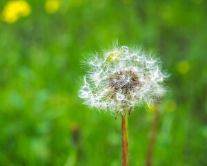 Fluffy white dandelion blooming in an open meadow