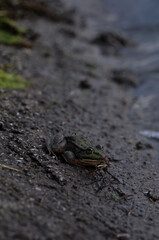 Frog on the background of a pond and moss