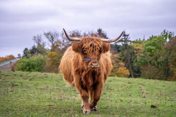 Long-haired brown longhorn highland cattle on meadow in hessen, germany