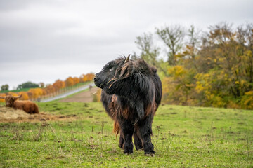 Long-haired longhorn black highland cattle on meadow in hessen, germany