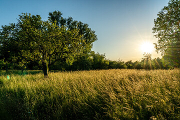 sunset in a orchard meadow with trees and a crop field in the foreground