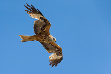 Rode Wouw, Red Kite, Milvus milvus