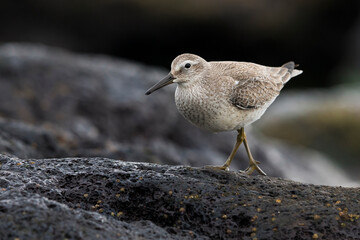 Kanoet; Red Knot; Calidris canutus