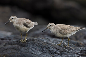 Kanoet; Red Knot; Calidris canutus