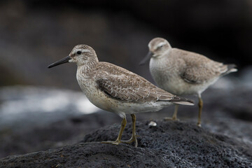 Kanoet; Red Knot; Calidris canutus