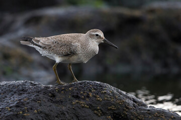 Kanoet; Red Knot; Calidris canutus