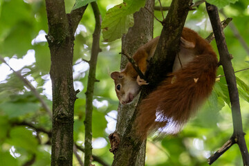 european red squirrel sitting on a tree in hesse germany