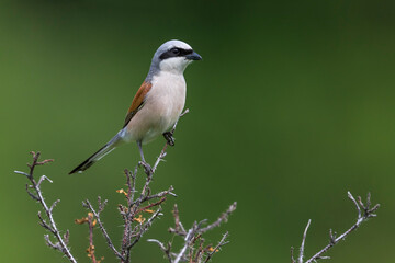 Grauwe Klauwier; Red-backed Shrike; Lanius collurio