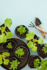 Young flower petunia seedlings in small plastic pots on blue background.