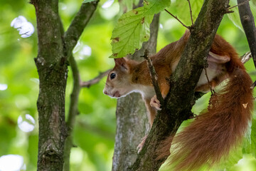 european red squirrel sitting on a tree in hesse germany