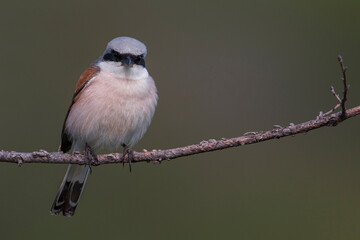Grauwe Klauwier; Red-backed Shrike; Lanius collurio