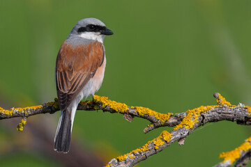 Grauwe Klauwier; Red-backed Shrike; Lanius collurio