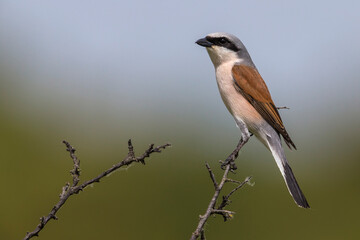 Grauwe Klauwier; Red-backed Shrike; Lanius collurio