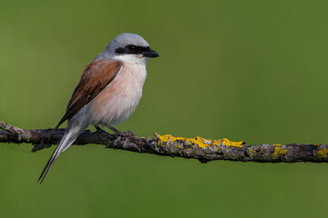 Grauwe Klauwier; Red-backed Shrike; Lanius collurio