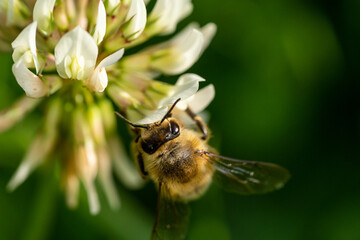 honeybee collecting pollen from a clover blossom in the garden in summertime