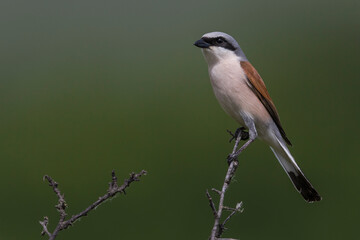 Grauwe Klauwier; Red-backed Shrike; Lanius collurio